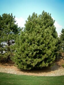 Сосна Чёрная (Pinus Nigra) купить по цене от 270.00р. в интернет-магазине «Посадика» с доставкой почтой в в Севастополье и по всей России – [изображение №1].