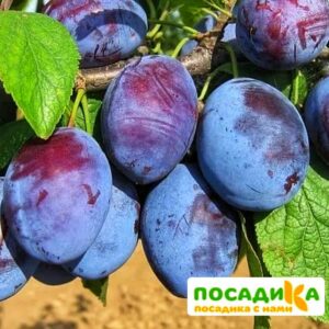 Слива Чачакская ранняя купить по цене от 229.00р. в интернет-магазине «Посадика» с доставкой почтой в в Севастополье и по всей России – [изображение №1].