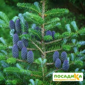 Пихта корейская (Abies koreana) купить по цене от 450.00р. в интернет-магазине «Посадика» с доставкой почтой в в Севастополье и по всей России – [изображение №1].