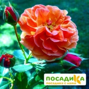 Роза Арабия купить по цене от 350.00р. в интернет-магазине «Посадика» с доставкой почтой в в Севастополье и по всей России – [изображение №1].