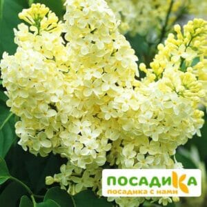 Сирень Примроуз (Primrose) купить по цене от 529.00р. в интернет-магазине «Посадика» с доставкой почтой в в Севастополье и по всей России – [изображение №1].