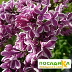 Сирень Сенсация купить по цене от 529.00р. в интернет-магазине «Посадика» с доставкой почтой в в Севастополье и по всей России – [изображение №1].