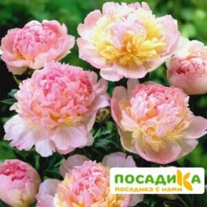 Пион Распберри Сандей (Paeonia Raspberry Sundae) купить по цене от 959р. в интернет-магазине «Посадика» с доставкой почтой в в Севастополье и по всей России – [изображение №1].