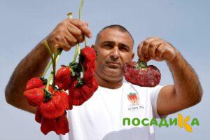 Клубника Гигант Джорнея купить по цене от 266р. в интернет-магазине «Посадика» с доставкой почтой в в Севастополье и по всей России – [изображение №1].