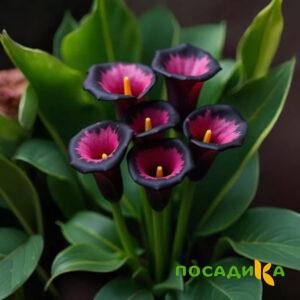 Калла Аура Лейс купить по цене от 400р. в интернет-магазине «Посадика» с доставкой почтой в в Севастополье и по всей России – [изображение №1].