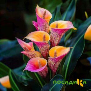 Калла Оникс купить по цене от 450р. в интернет-магазине «Посадика» с доставкой почтой в в Севастополье и по всей России – [изображение №1].