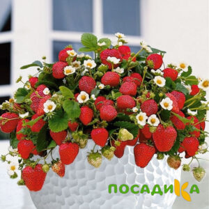 Клубника Рубиновый Шепот (горшечная) купить по цене от 240р. в интернет-магазине «Посадика» с доставкой почтой в в Севастополье и по всей России – [изображение №1].