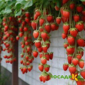 Клубника вьющаяся Комплимент купить по цене от 470р. в интернет-магазине «Посадика» с доставкой почтой в в Севастополье и по всей России – [изображение №1].
