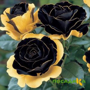 Роза Ханни Сикл купить по цене от 700р. в интернет-магазине «Посадика» с доставкой почтой в в Севастополье и по всей России – [изображение №1].