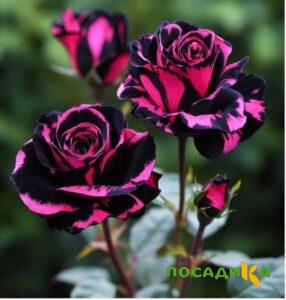 Роза Багровый Шепот купить по цене от 366р. в интернет-магазине «Посадика» с доставкой почтой в в Севастополье и по всей России – [изображение №1].