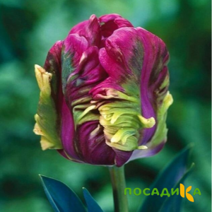 Тюльпан Экзотик Хэвен купить по цене от 186р. в интернет-магазине «Посадика» с доставкой почтой в в Севастополье и по всей России – [изображение №1].